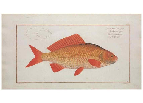 Reproducción/Reproduction 49770489166: Ichtyologie, ou, Histoire naturelle, générale et particulière des poissons :. A Berlin :Chez l'auteur, & chez François de la Garde libraire,1785-1797.. 
