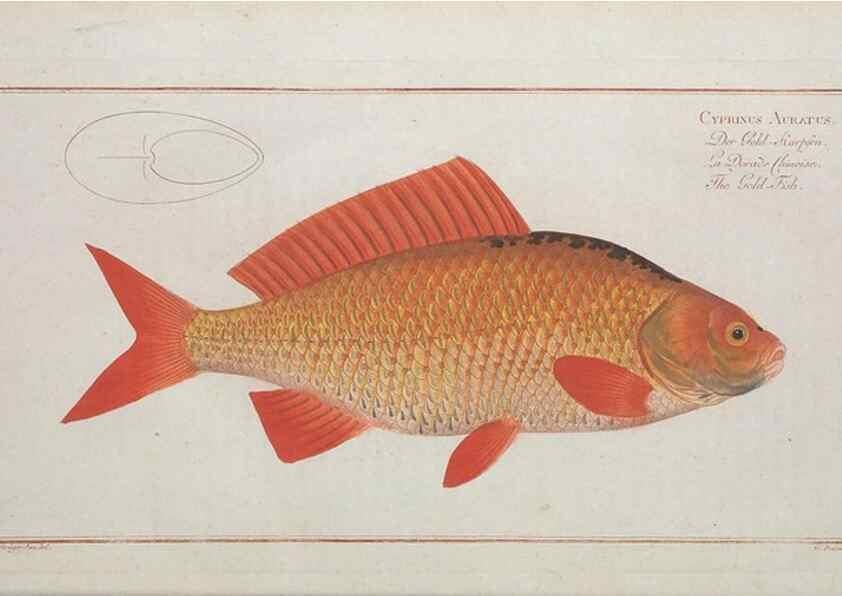 Reproducción/Reproduction 49770489166: Ichtyologie, ou, Histoire naturelle, générale et particulière des poissons :. A Berlin :Chez l'auteur, & chez François de la Garde libraire,1785-1797.. 