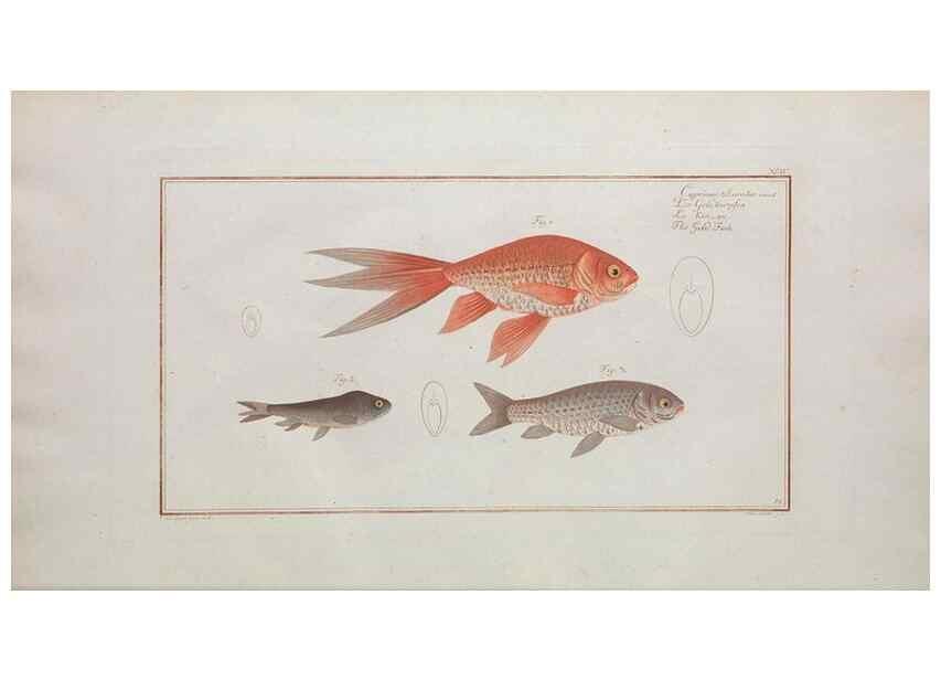 Reproducción/Reproduction 49769956728: Ichtyologie, ou, Histoire naturelle, générale et particulière des poissons :. A Berlin :Chez l'auteur, & chez François de la Garde libraire,1785-1797.. 