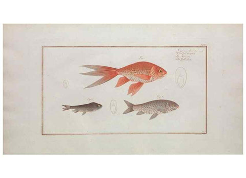 Reproducción/Reproduction 49769956728: Ichtyologie, ou, Histoire naturelle, générale et particulière des poissons :. A Berlin :Chez l'auteur, & chez François de la Garde libraire,1785-1797.. 