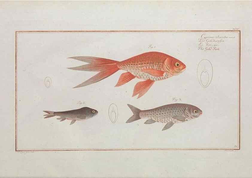 Reproducción/Reproduction 49769956728: Ichtyologie, ou, Histoire naturelle, générale et particulière des poissons :. A Berlin :Chez l'auteur, & chez François de la Garde libraire,1785-1797.. 