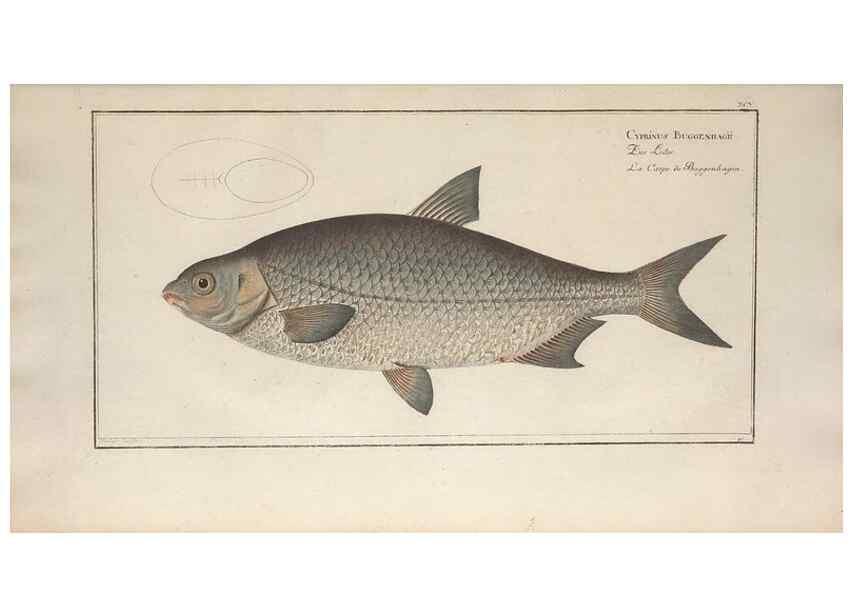 Reproducción/Reproduction 49770814912: Ichtyologie, ou, Histoire naturelle, générale et particulière des poissons :. A Berlin :Chez l'auteur, & chez François de la Garde libraire,1785-1797.. 