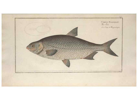 Reproducción/Reproduction 49770814912: Ichtyologie, ou, Histoire naturelle, générale et particulière des poissons :. A Berlin :Chez l'auteur, & chez François de la Garde libraire,1785-1797.. 