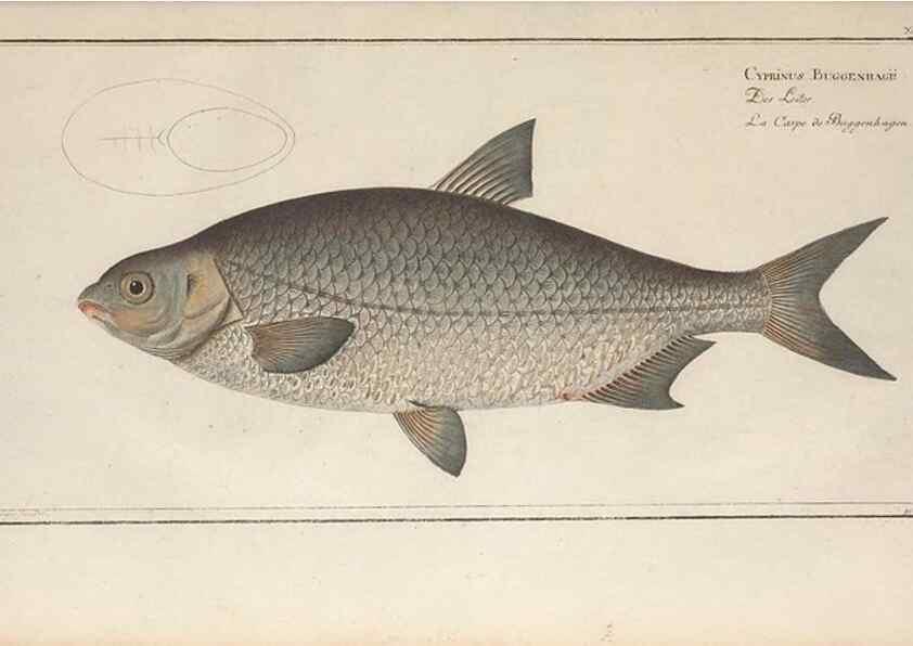 Reproducción/Reproduction 49770814912: Ichtyologie, ou, Histoire naturelle, générale et particulière des poissons :. A Berlin :Chez l'auteur, & chez François de la Garde libraire,1785-1797.. 