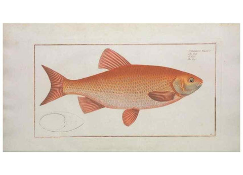 Reproducción/Reproduction 49769957508: Ichtyologie, ou, Histoire naturelle, générale et particulière des poissons :. A Berlin :Chez l'auteur, & chez François de la Garde libraire,1785-1797.. 