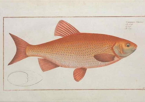 Reproducción/Reproduction 49769957508: Ichtyologie, ou, Histoire naturelle, générale et particulière des poissons :. A Berlin :Chez l'auteur, & chez François de la Garde libraire,1785-1797.. 