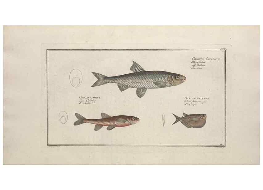 Reproducción/Reproduction 49769957868: Ichtyologie, ou, Histoire naturelle, générale et particulière des poissons :. A Berlin :Chez l'auteur, & chez François de la Garde libraire,1785-1797.. 