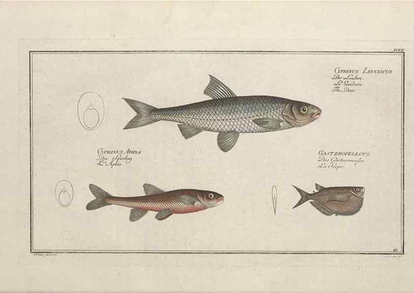 Reproducción/Reproduction 49769957868: Ichtyologie, ou, Histoire naturelle, générale et particulière des poissons :. A Berlin :Chez l'auteur, & chez François de la Garde libraire,1785-1797.. 