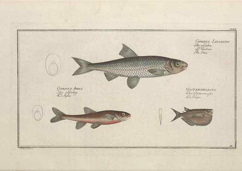 Reproducción/Reproduction 49769957868: Ichtyologie, ou, Histoire naturelle, générale et particulière des poissons :. A Berlin :Chez l'auteur, & chez François de la Garde libraire,1785-1797.. 