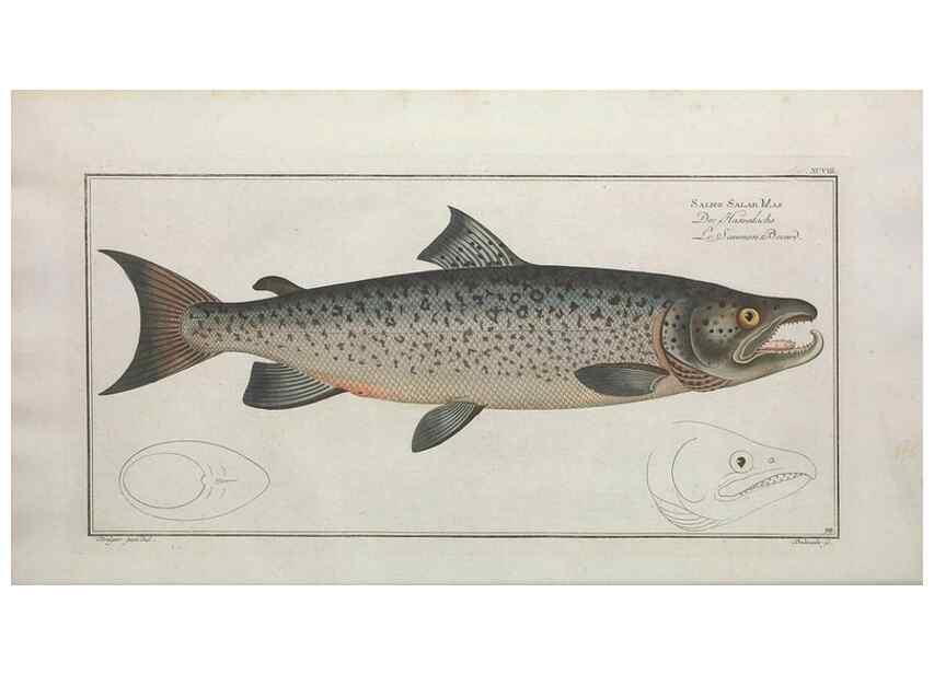 Reproducción/Reproduction 49770816107: Ichtyologie, ou, Histoire naturelle, générale et particulière des poissons :. A Berlin :Chez l'auteur, & chez François de la Garde libraire,1785-1797.. 