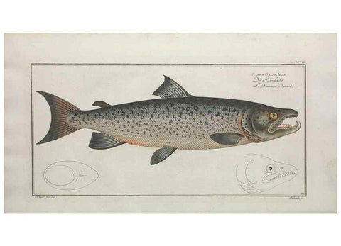 Reproducción/Reproduction 49770816107: Ichtyologie, ou, Histoire naturelle, générale et particulière des poissons :. A Berlin :Chez l'auteur, & chez François de la Garde libraire,1785-1797.. 