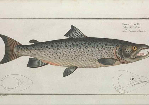 Reproducción/Reproduction 49770816107: Ichtyologie, ou, Histoire naturelle, générale et particulière des poissons :. A Berlin :Chez l'auteur, & chez François de la Garde libraire,1785-1797.. 