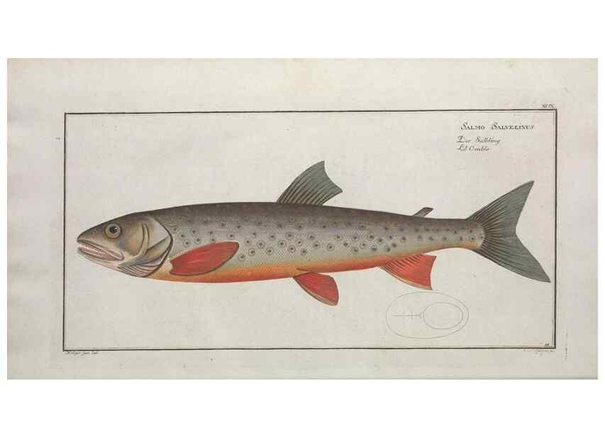 Reproducción/Reproduction 49770491466: Ichtyologie, ou, Histoire naturelle, générale et particulière des poissons :. A Berlin :Chez l'auteur, & chez François de la Garde libraire,1785-1797.. 