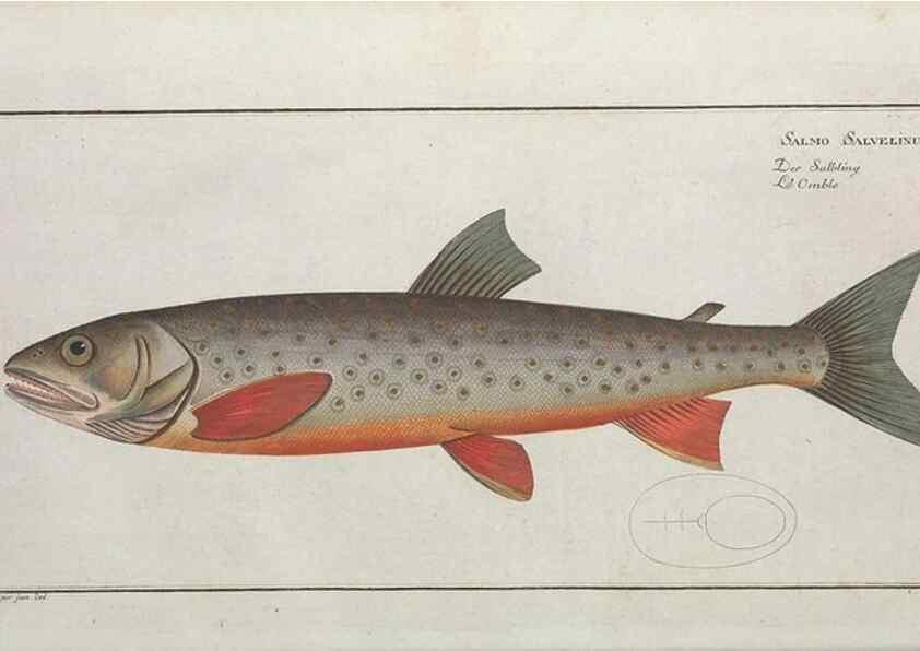 Reproducción/Reproduction 49770491466: Ichtyologie, ou, Histoire naturelle, générale et particulière des poissons :. A Berlin :Chez l'auteur, & chez François de la Garde libraire,1785-1797.. 