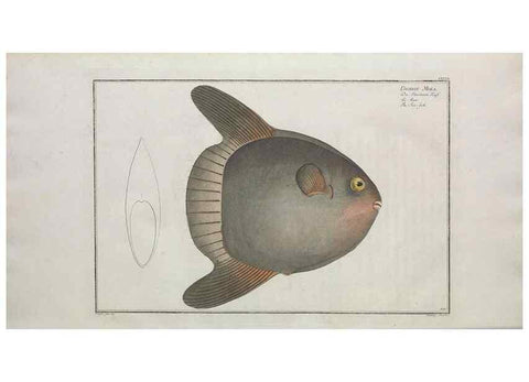 Reproducción/Reproduction 49770827047: Ichtyologie, ou, Histoire naturelle, générale et particulière des poissons :. A Berlin :Chez l'auteur, & chez François de la Garde libraire,1785-1797.. 