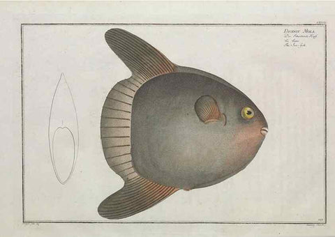 Reproducción/Reproduction 49770827047: Ichtyologie, ou, Histoire naturelle, générale et particulière des poissons :. A Berlin :Chez l'auteur, & chez François de la Garde libraire,1785-1797.. 