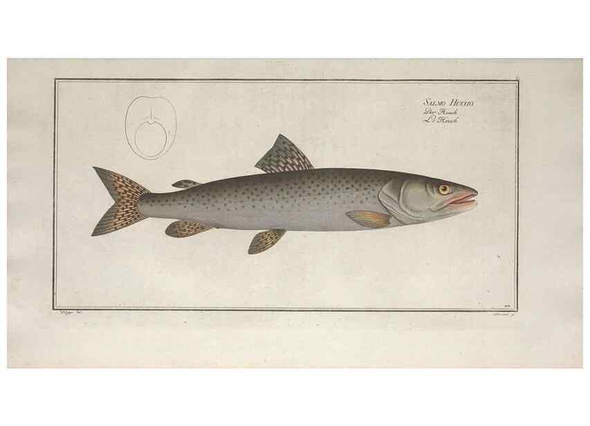 Reproducción/Reproduction 49770491776: Ichtyologie, ou, Histoire naturelle, générale et particulière des poissons :. A Berlin :Chez l'auteur, & chez François de la Garde libraire,1785-1797.. 