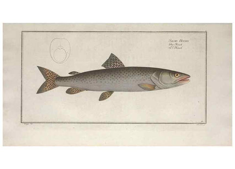 Reproducción/Reproduction 49770491776: Ichtyologie, ou, Histoire naturelle, générale et particulière des poissons :. A Berlin :Chez l'auteur, & chez François de la Garde libraire,1785-1797.. 