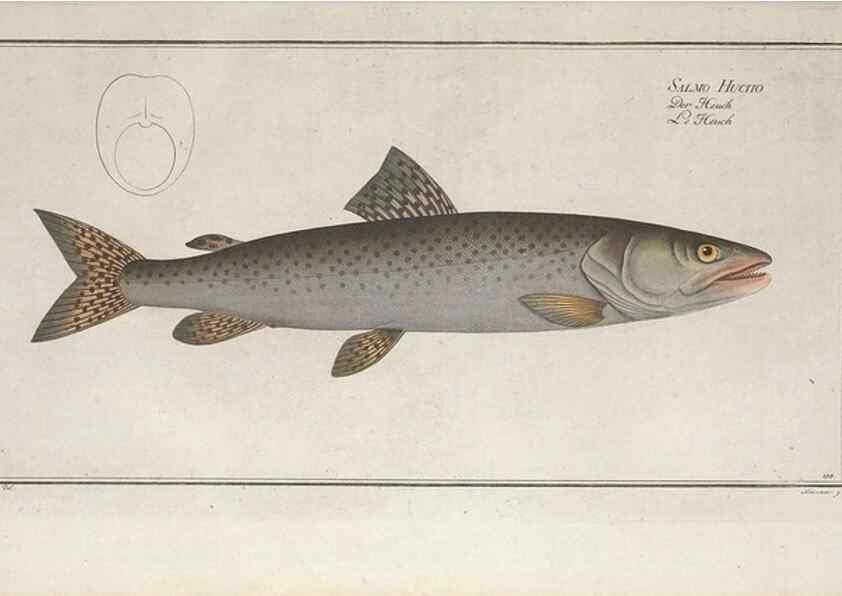 Reproducción/Reproduction 49770491776: Ichtyologie, ou, Histoire naturelle, générale et particulière des poissons :. A Berlin :Chez l'auteur, & chez François de la Garde libraire,1785-1797.. 