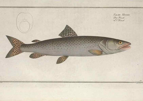 Reproducción/Reproduction 49770491776: Ichtyologie, ou, Histoire naturelle, générale et particulière des poissons :. A Berlin :Chez l'auteur, & chez François de la Garde libraire,1785-1797.. 