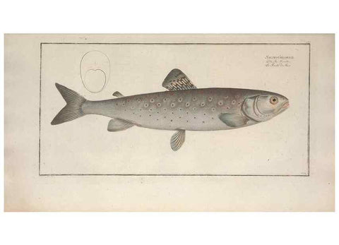 Reproducción/Reproduction 49770492521: Ichtyologie, ou, Histoire naturelle, générale et particulière des poissons :. A Berlin :Chez l'auteur, & chez François de la Garde libraire,1785-1797.. 