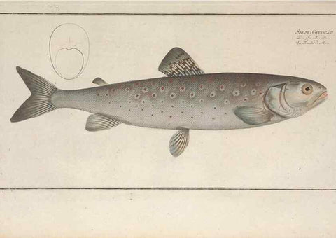 Reproducción/Reproduction 49770492521: Ichtyologie, ou, Histoire naturelle, générale et particulière des poissons :. A Berlin :Chez l'auteur, & chez François de la Garde libraire,1785-1797.. 