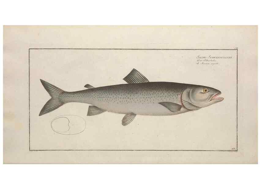 Reproducción/Reproduction 49769960028: Ichtyologie, ou, Histoire naturelle, générale et particulière des poissons :. A Berlin :Chez l'auteur, & chez François de la Garde libraire,1785-1797.. 
