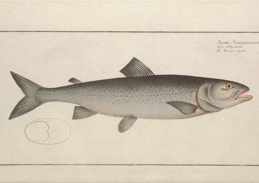 Reproducción/Reproduction 49769960028: Ichtyologie, ou, Histoire naturelle, générale et particulière des poissons :. A Berlin :Chez l'auteur, & chez François de la Garde libraire,1785-1797.. 