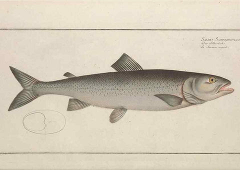Reproducción/Reproduction 49769960028: Ichtyologie, ou, Histoire naturelle, générale et particulière des poissons :. A Berlin :Chez l'auteur, & chez François de la Garde libraire,1785-1797.. 