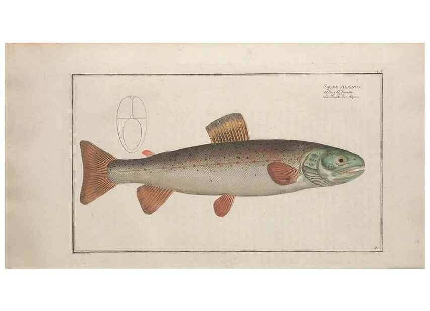 Reproducción/Reproduction 49770818027: Ichtyologie, ou, Histoire naturelle, générale et particulière des poissons :. A Berlin :Chez l'auteur, & chez François de la Garde libraire,1785-1797.. 