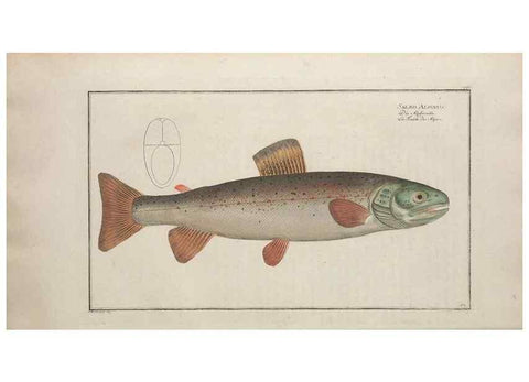 Reproducción/Reproduction 49770818027: Ichtyologie, ou, Histoire naturelle, générale et particulière des poissons :. A Berlin :Chez l'auteur, & chez François de la Garde libraire,1785-1797.. 