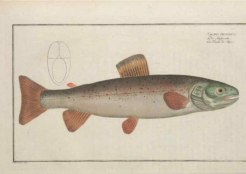 Reproducción/Reproduction 49770818027: Ichtyologie, ou, Histoire naturelle, générale et particulière des poissons :. A Berlin :Chez l'auteur, & chez François de la Garde libraire,1785-1797.. 