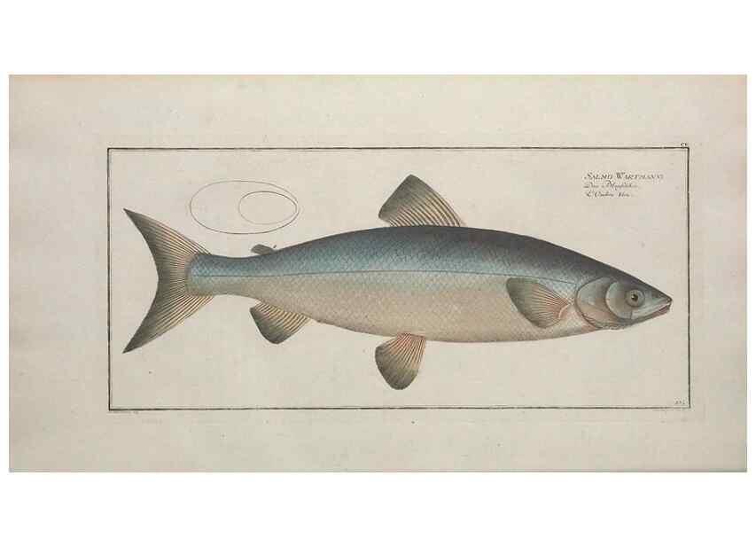 Reproducción/Reproduction 49769960698: Ichtyologie, ou, Histoire naturelle, générale et particulière des poissons :. A Berlin :Chez l'auteur, & chez François de la Garde libraire,1785-1797.. 