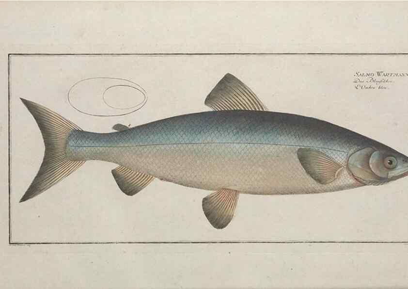 Reproducción/Reproduction 49769960698: Ichtyologie, ou, Histoire naturelle, générale et particulière des poissons :. A Berlin :Chez l'auteur, & chez François de la Garde libraire,1785-1797.. 