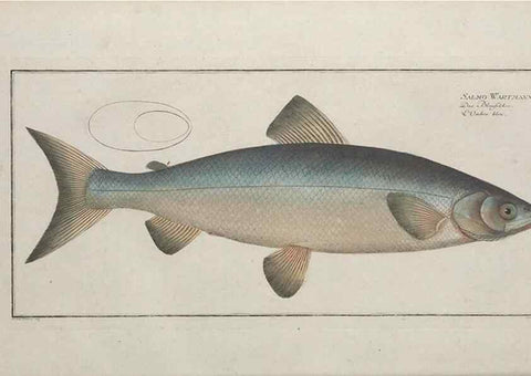 Reproducción/Reproduction 49769960698: Ichtyologie, ou, Histoire naturelle, générale et particulière des poissons :. A Berlin :Chez l'auteur, & chez François de la Garde libraire,1785-1797.. 