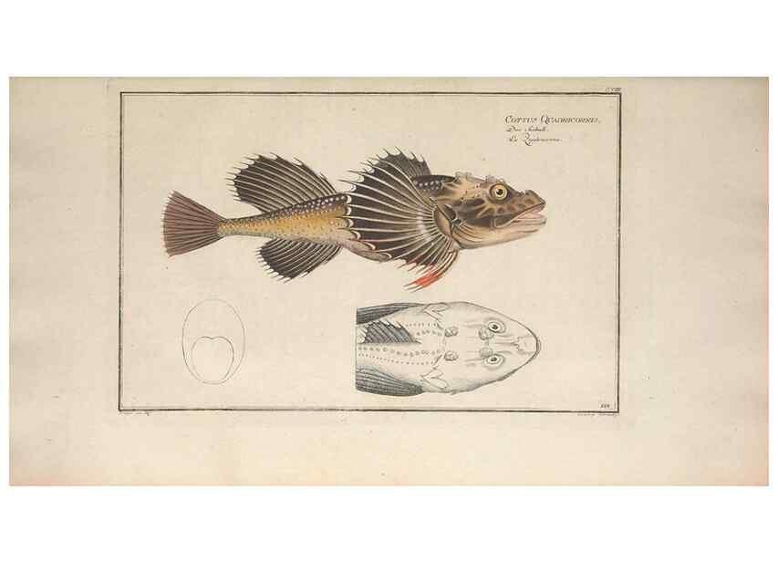Reproducción/Reproduction 49770818647: Ichtyologie, ou, Histoire naturelle, générale et particulière des poissons :. A Berlin :Chez l'auteur, & chez François de la Garde libraire,1785-1797.. 