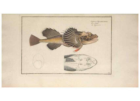 Reproducción/Reproduction 49770818647: Ichtyologie, ou, Histoire naturelle, générale et particulière des poissons :. A Berlin :Chez l'auteur, & chez François de la Garde libraire,1785-1797.. 