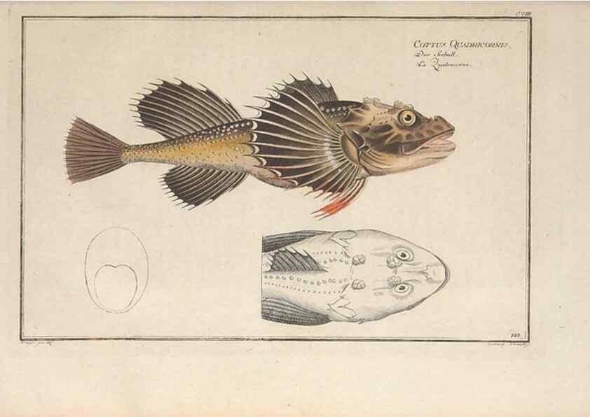 Reproducción/Reproduction 49770818647: Ichtyologie, ou, Histoire naturelle, générale et particulière des poissons :. A Berlin :Chez l'auteur, & chez François de la Garde libraire,1785-1797.. 