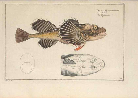 Reproducción/Reproduction 49770818647: Ichtyologie, ou, Histoire naturelle, générale et particulière des poissons :. A Berlin :Chez l'auteur, & chez François de la Garde libraire,1785-1797.. 