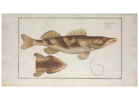 Reproducción/Reproduction 49770819112: Ichtyologie, ou, Histoire naturelle, générale et particulière des poissons :. A Berlin :Chez l'auteur, & chez François de la Garde libraire,1785-1797.. 