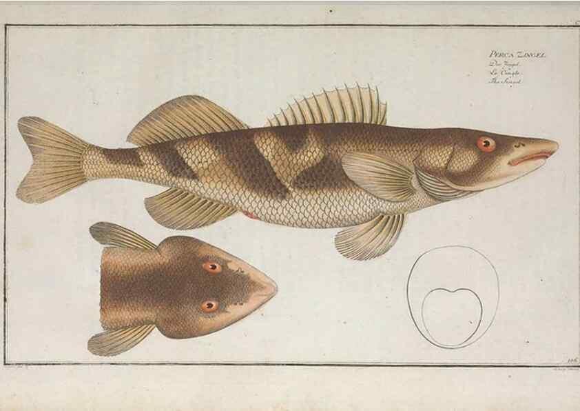 Reproducción/Reproduction 49770819112: Ichtyologie, ou, Histoire naturelle, générale et particulière des poissons :. A Berlin :Chez l'auteur, & chez François de la Garde libraire,1785-1797.. 