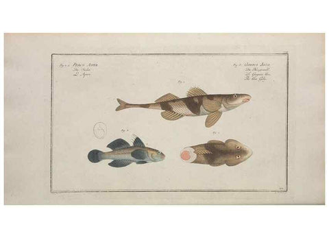 Reproducción/Reproduction 49770819627: Ichtyologie, ou, Histoire naturelle, générale et particulière des poissons :. A Berlin :Chez l'auteur, & chez François de la Garde libraire,1785-1797.. 