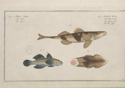 Reproducción/Reproduction 49770819627: Ichtyologie, ou, Histoire naturelle, générale et particulière des poissons :. A Berlin :Chez l'auteur, & chez François de la Garde libraire,1785-1797.. 