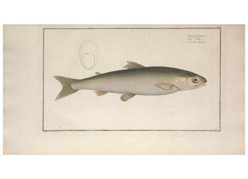Reproducción/Reproduction 49770492201: Ichtyologie, ou, Histoire naturelle, générale et particulière des poissons :. A Berlin :Chez l'auteur, & chez François de la Garde libraire,1785-1797.. 