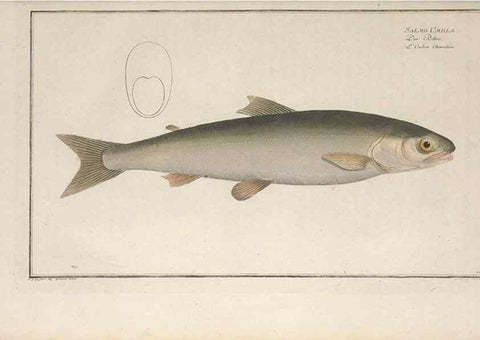 Reproducción/Reproduction 49770492201: Ichtyologie, ou, Histoire naturelle, générale et particulière des poissons :. A Berlin :Chez l'auteur, & chez François de la Garde libraire,1785-1797.. 