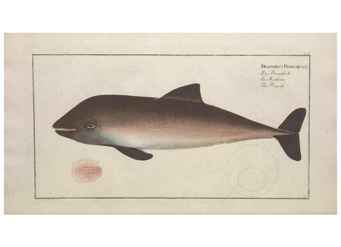 Reproducción/Reproduction 49770488821: Ichtyologie, ou, Histoire naturelle, générale et particulière des poissons :. A Berlin :Chez l'auteur, & chez François de la Garde libraire,1785-1797.. 