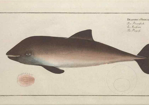 Reproducción/Reproduction 49770488821: Ichtyologie, ou, Histoire naturelle, générale et particulière des poissons :. A Berlin :Chez l'auteur, & chez François de la Garde libraire,1785-1797.. 