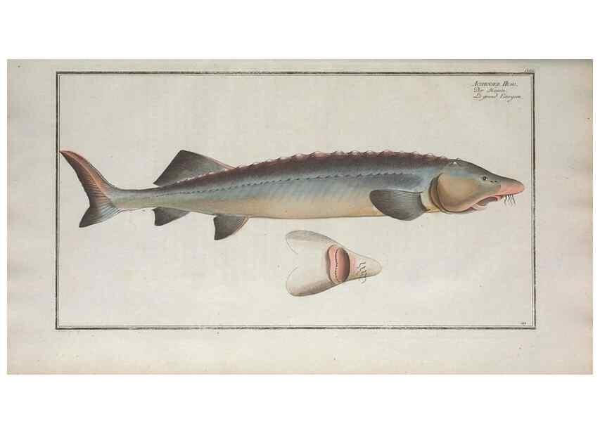 Reproducción/Reproduction 49769970133: Ichtyologie, ou, Histoire naturelle, générale et particulière des poissons :. A Berlin :Chez l'auteur, & chez François de la Garde libraire,1785-1797.. 