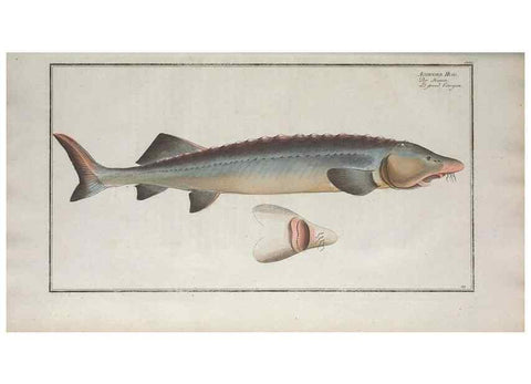 Reproducción/Reproduction 49769970133: Ichtyologie, ou, Histoire naturelle, générale et particulière des poissons :. A Berlin :Chez l'auteur, & chez François de la Garde libraire,1785-1797.. 