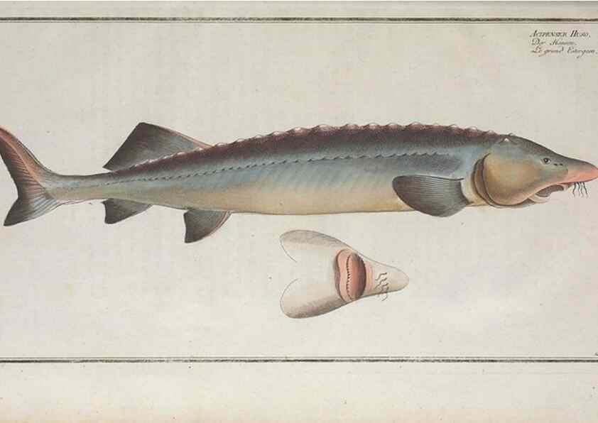 Reproducción/Reproduction 49769970133: Ichtyologie, ou, Histoire naturelle, générale et particulière des poissons :. A Berlin :Chez l'auteur, & chez François de la Garde libraire,1785-1797.. 